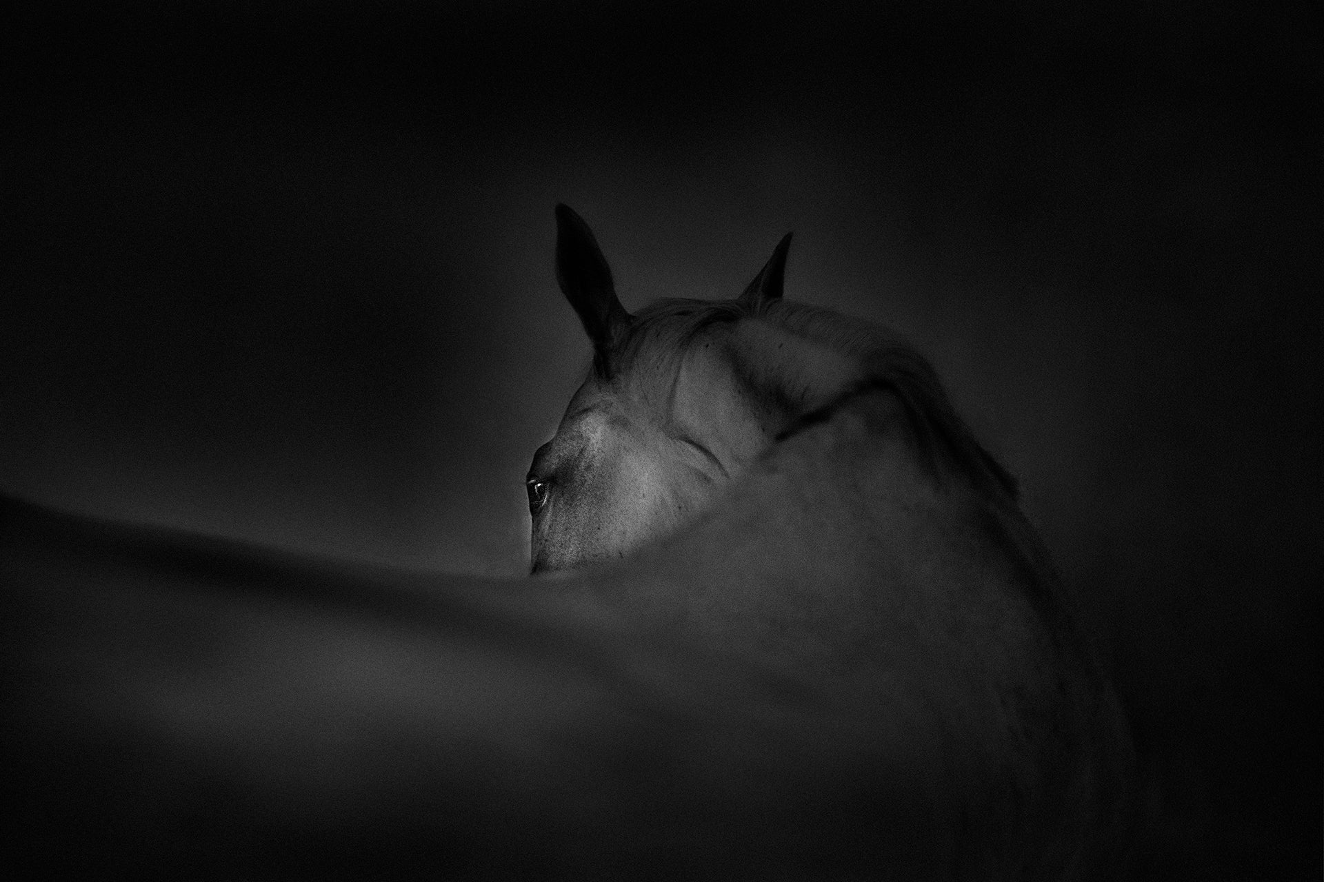Shadow Grace