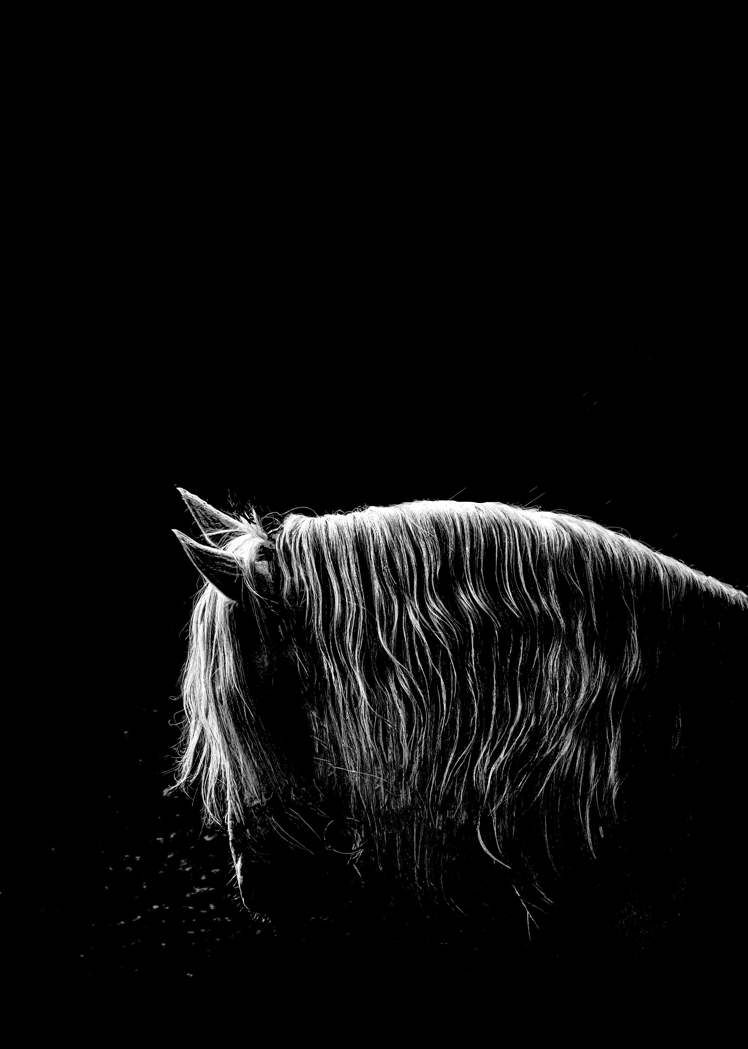 Elegance in Shadow