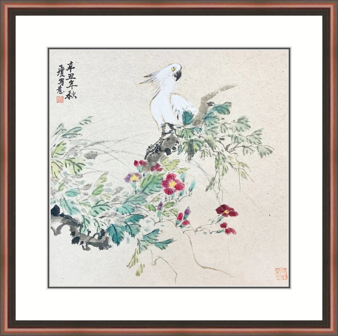 白鹦鹉 White Cockatoo