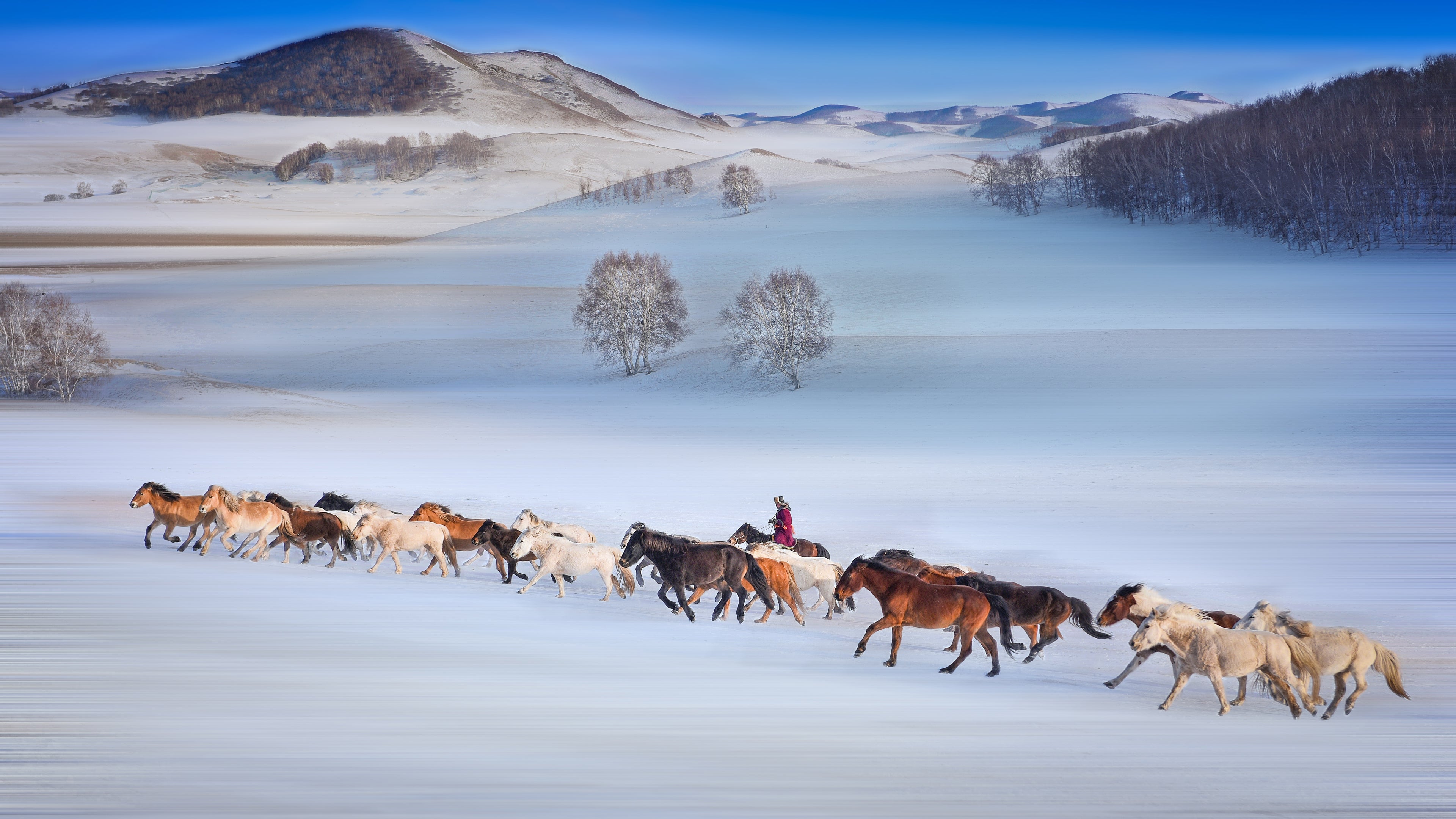 Horse Team