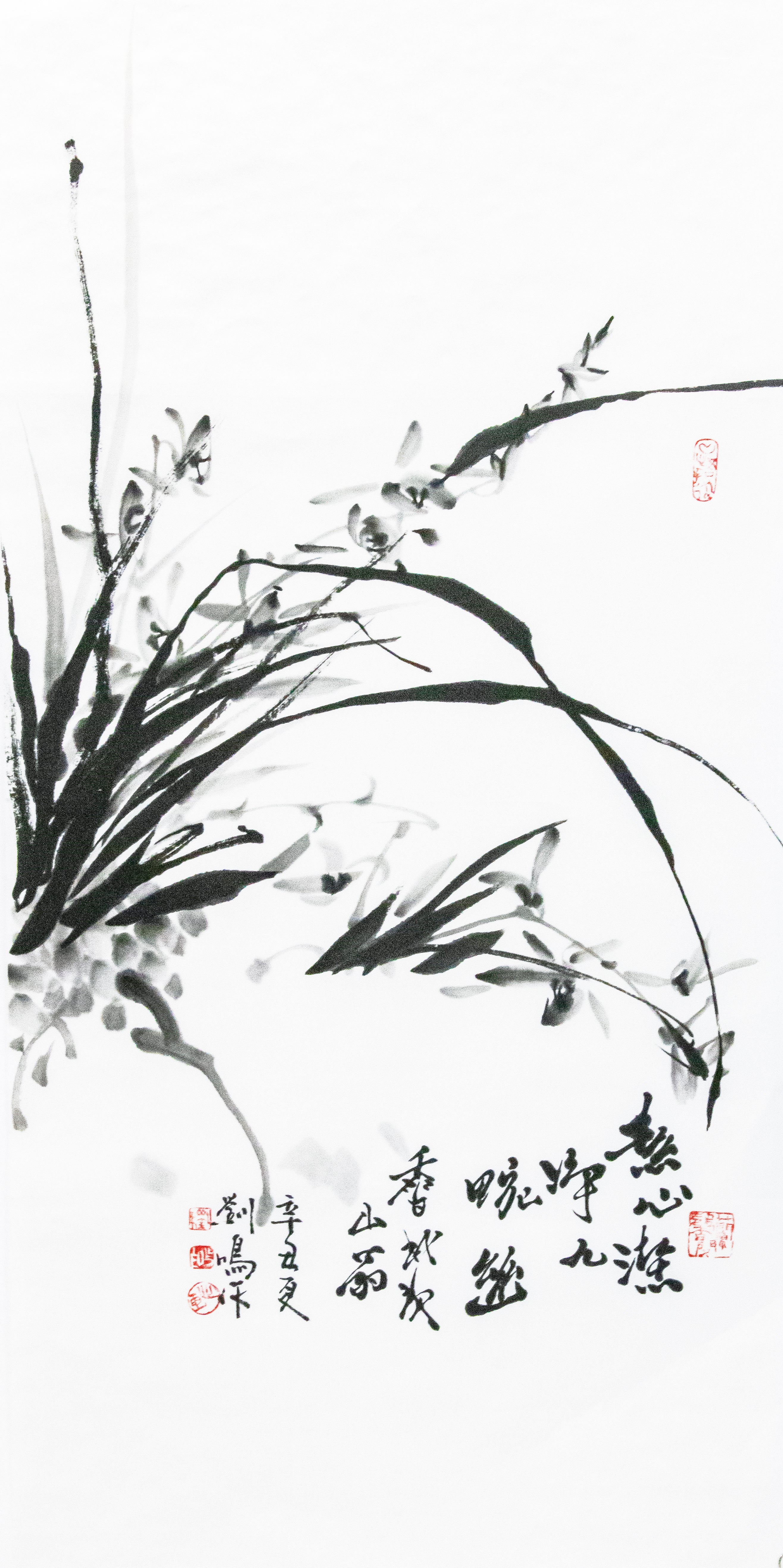 兰花 Orchid