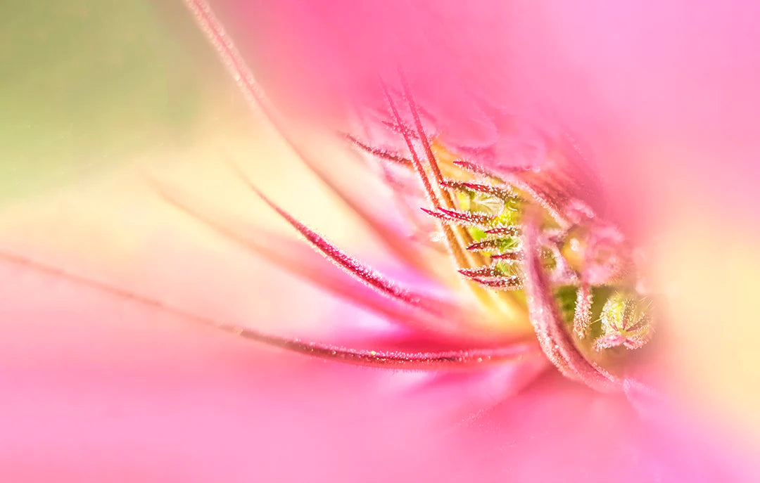 Blooming