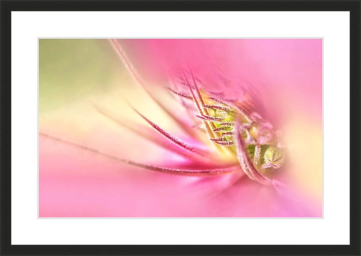 Blooming