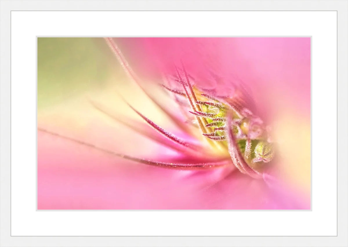 Blooming