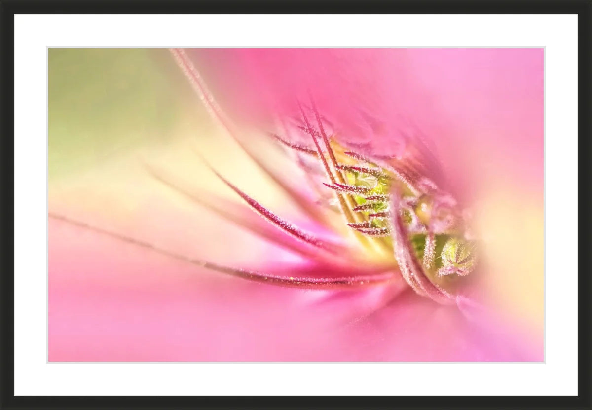 Blooming