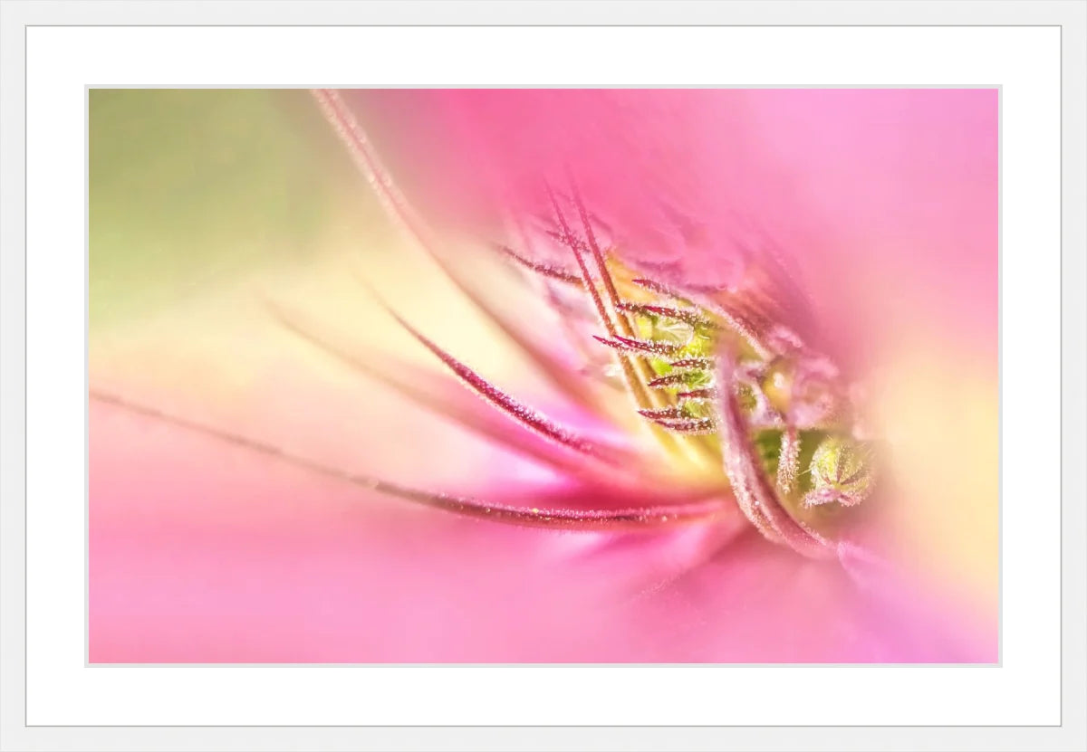 Blooming