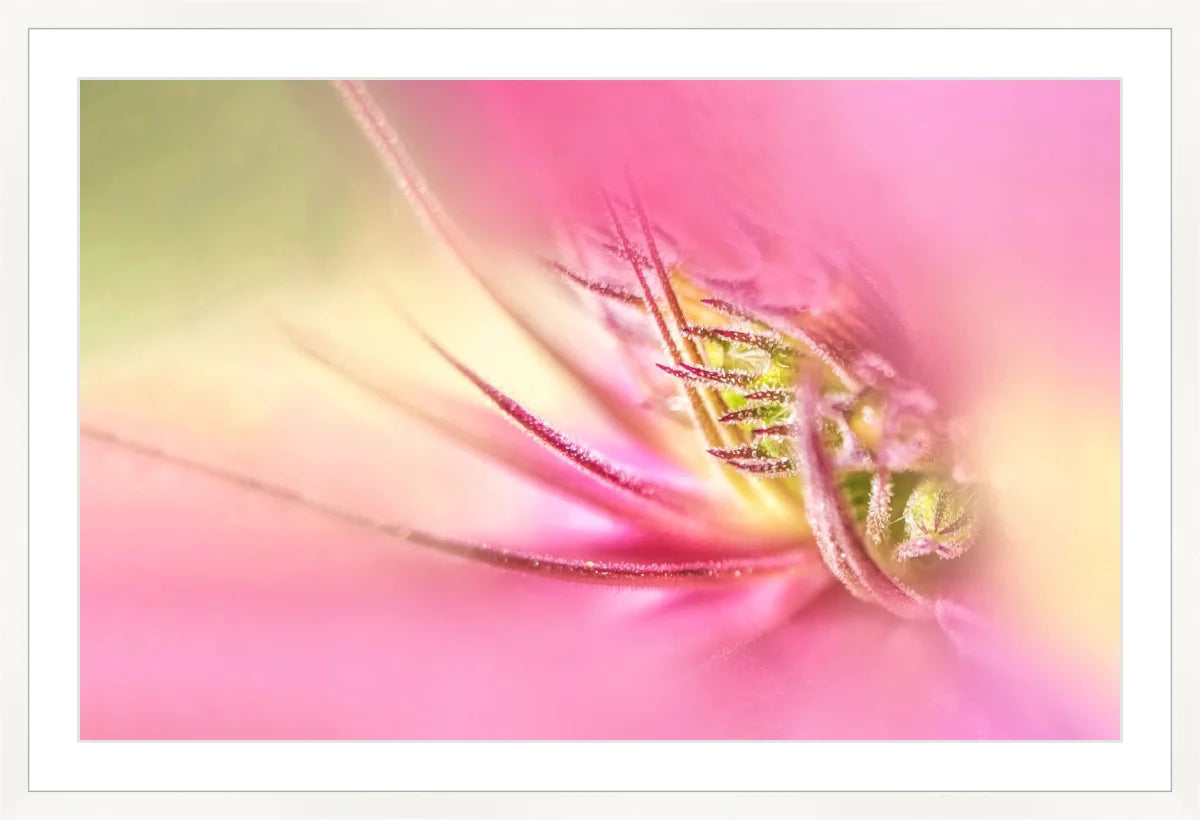 Blooming