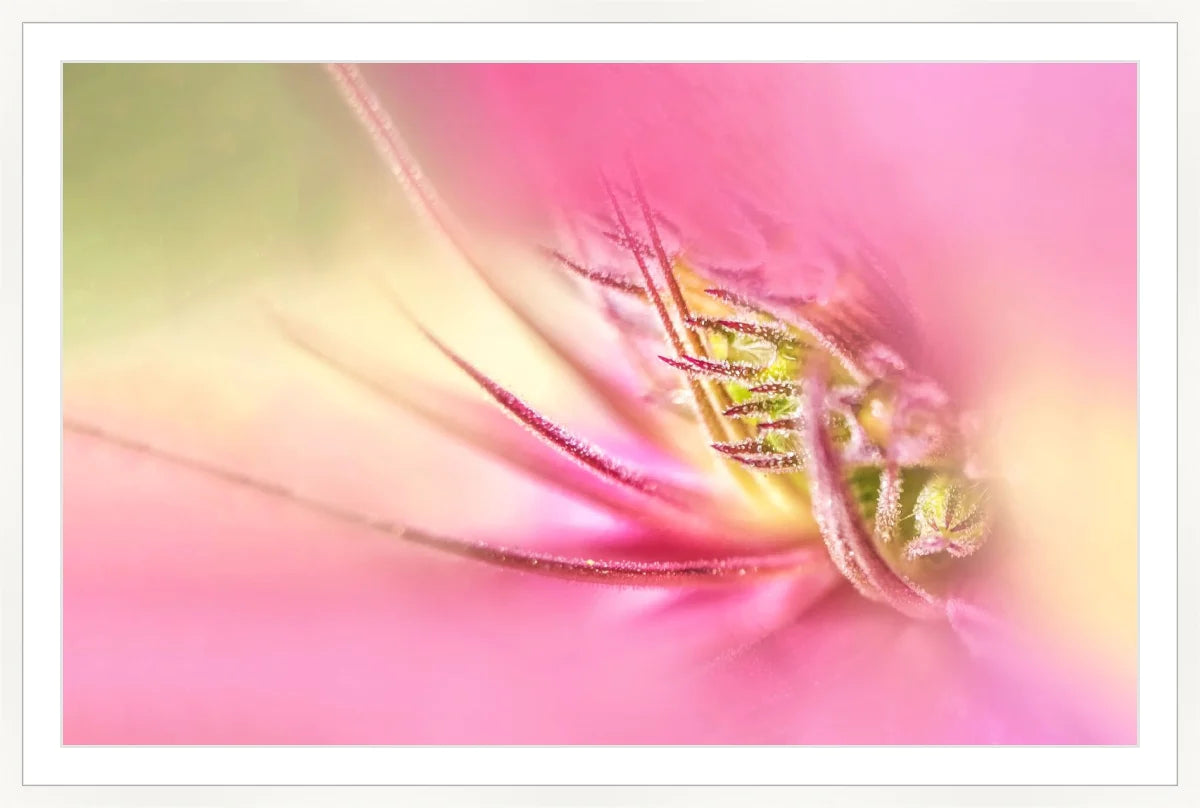 Blooming