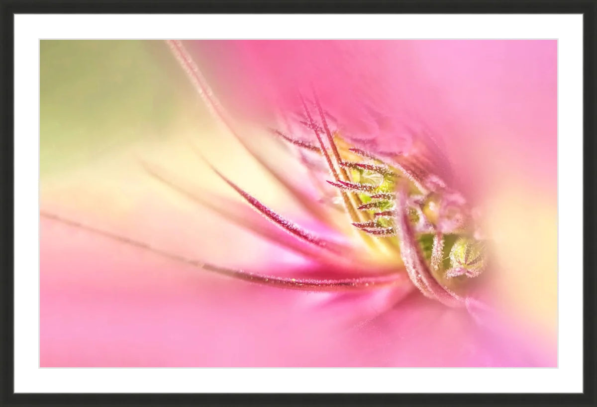 Blooming