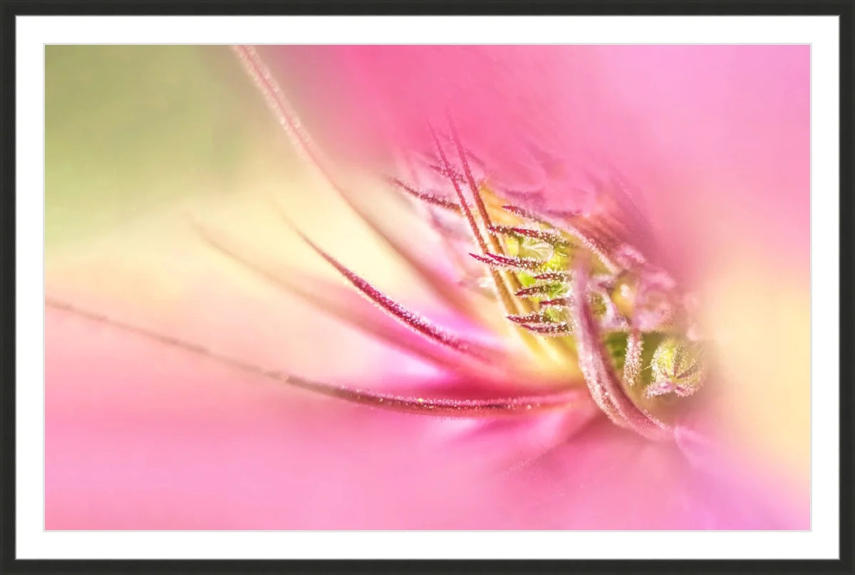 Blooming