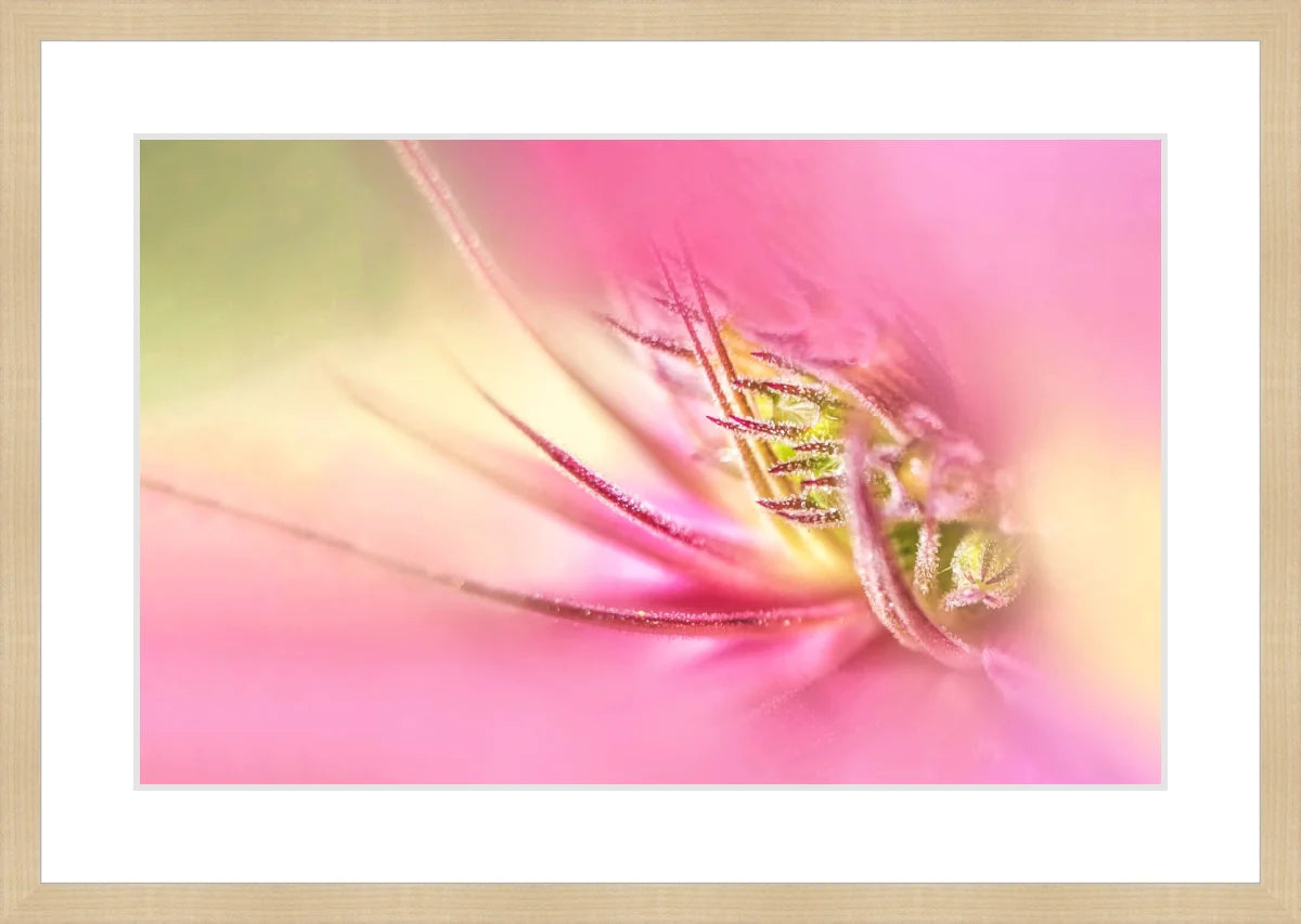 Blooming