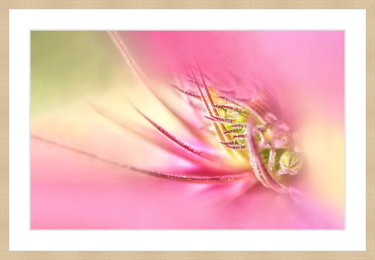 Blooming