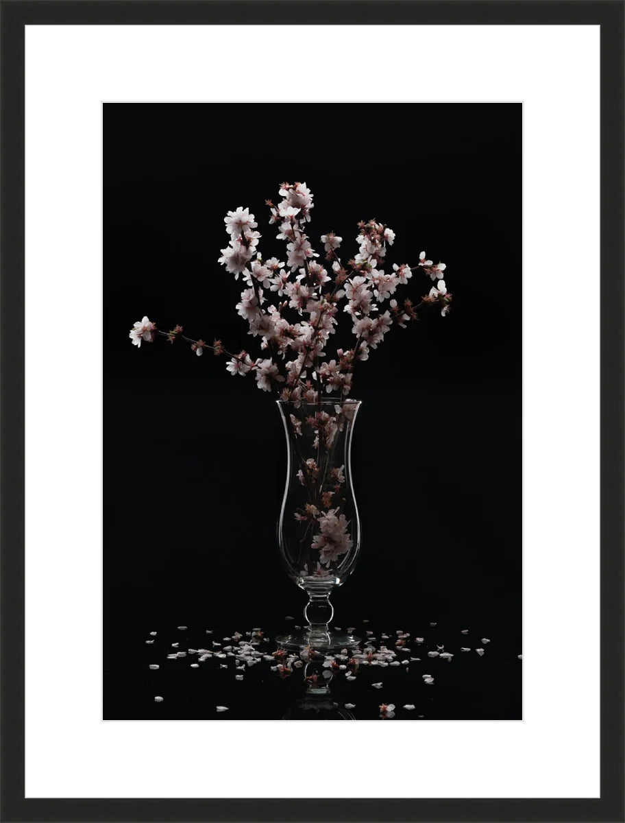 Cherry Blossom