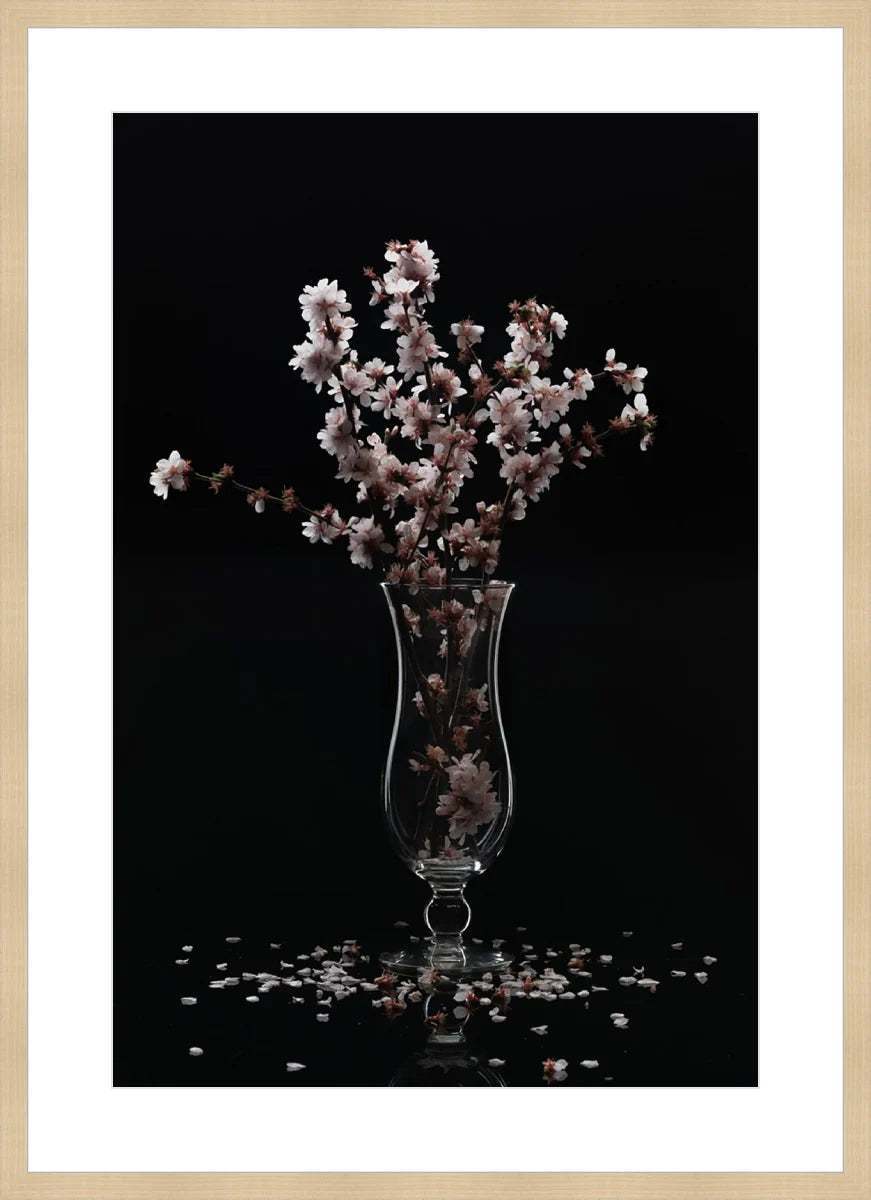Cherry Blossom