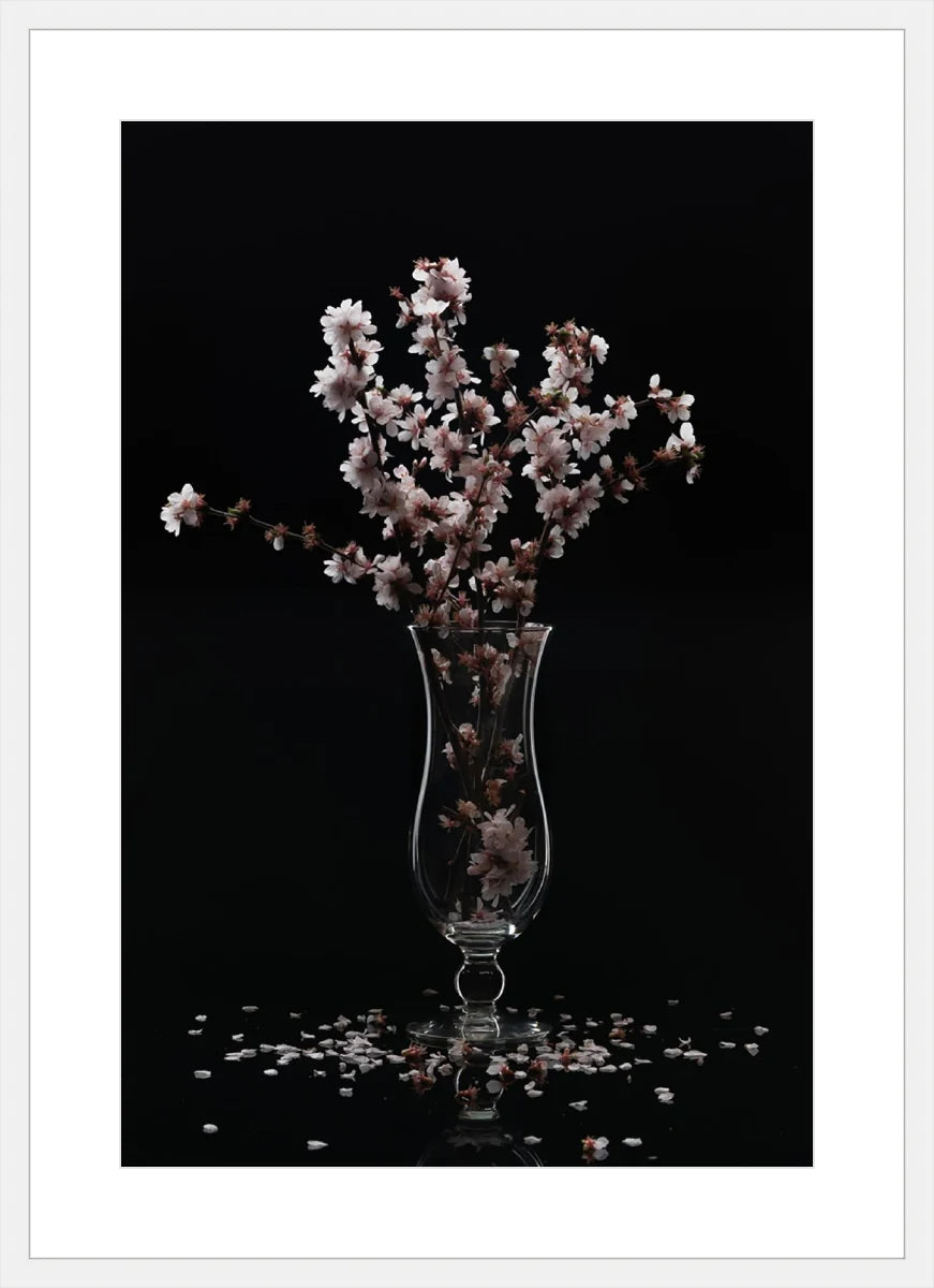 Cherry Blossom