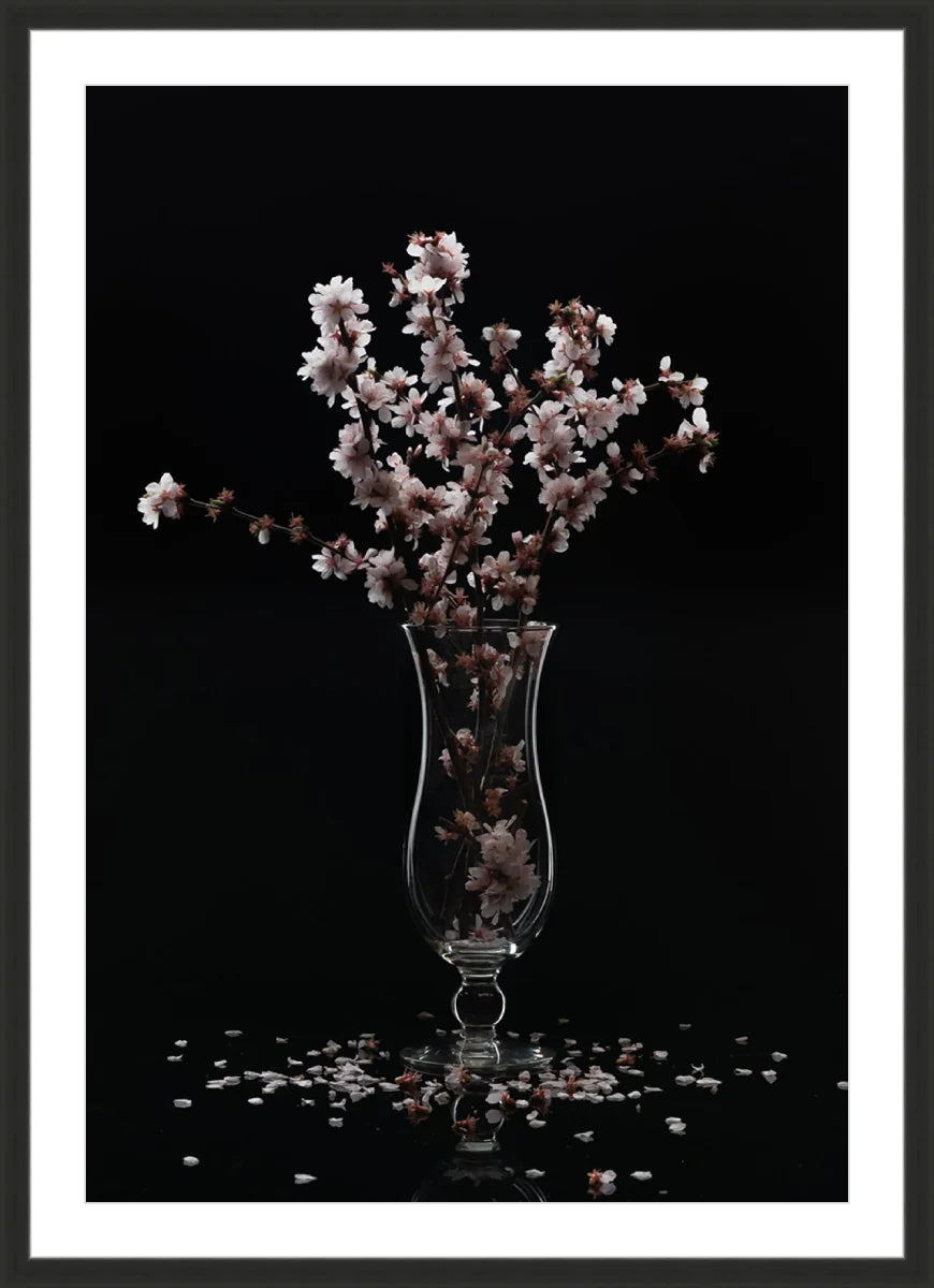 Cherry Blossom