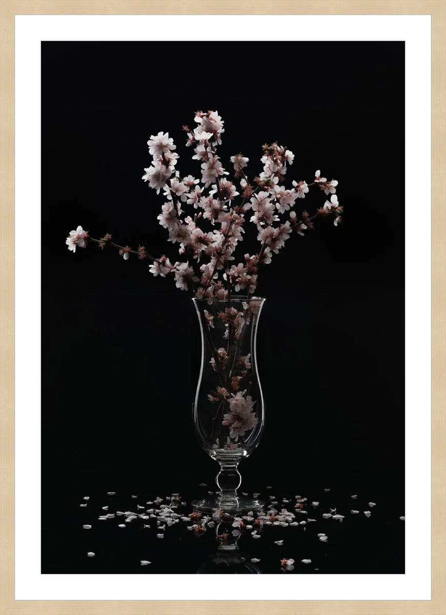 Cherry Blossom