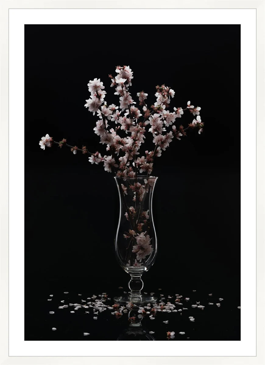 Cherry Blossom