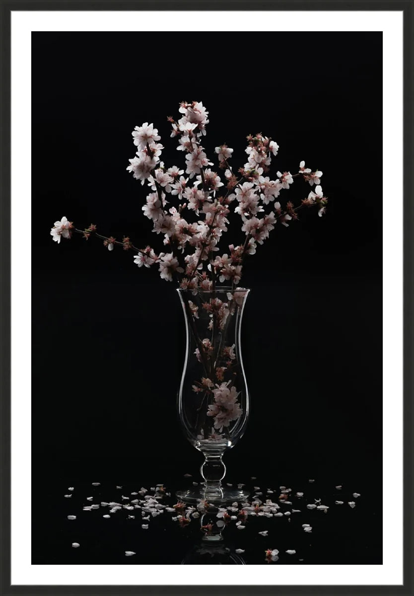 Cherry Blossom