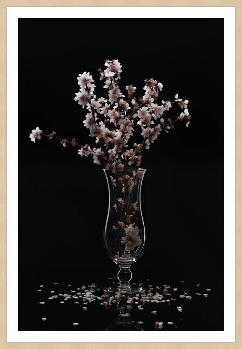 Cherry Blossom