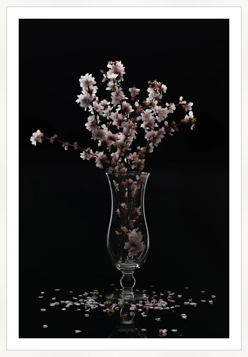 Cherry Blossom