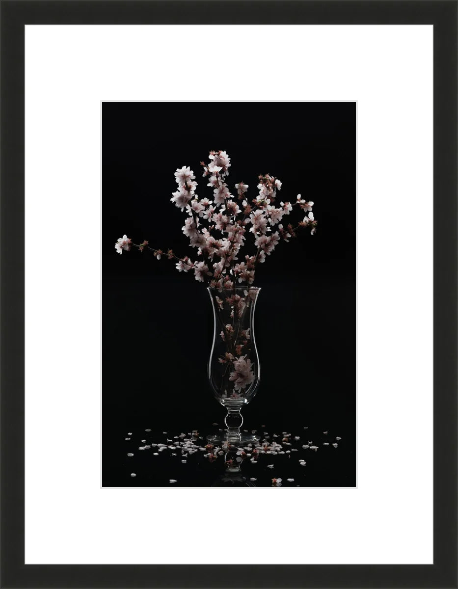 Cherry Blossom