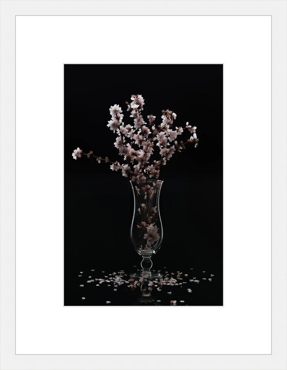 Cherry Blossom