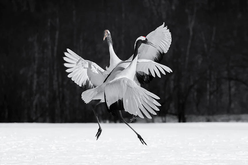 Crane Ballroom Dancing