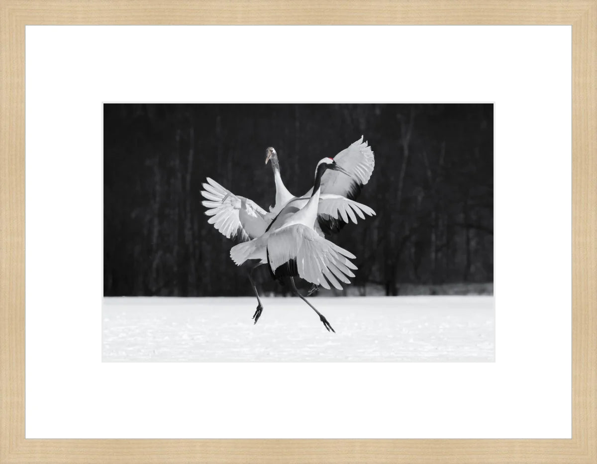 Crane Ballroom Dancing