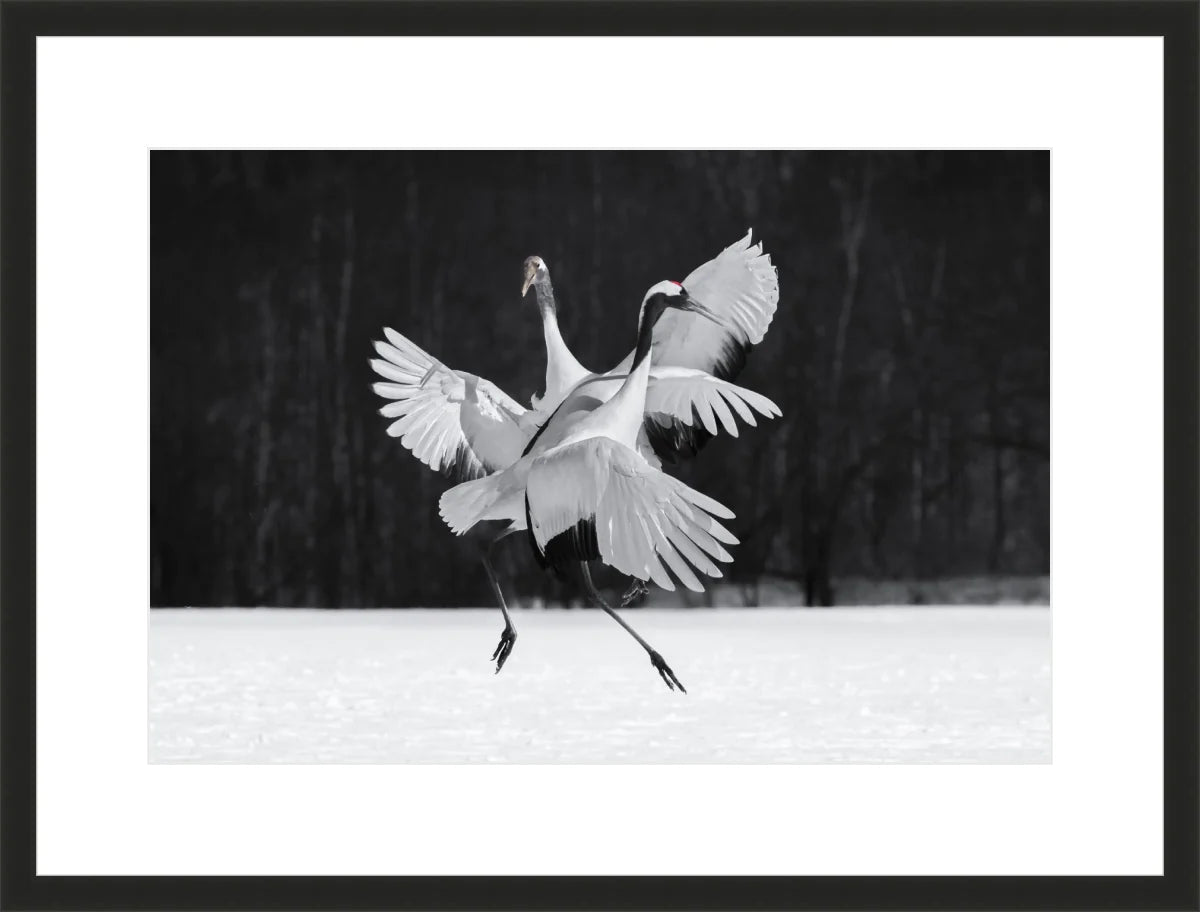 Crane Ballroom Dancing