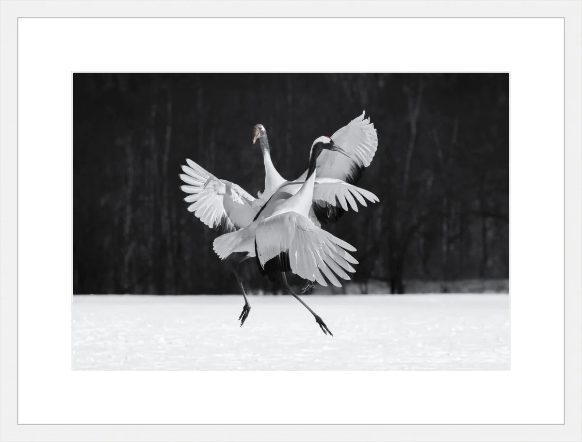 Crane Ballroom Dancing