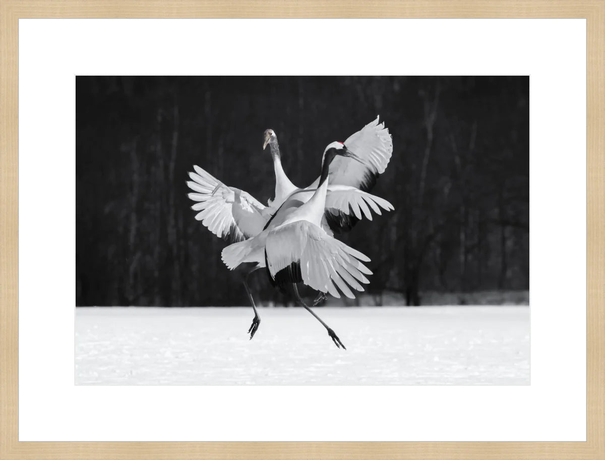 Crane Ballroom Dancing