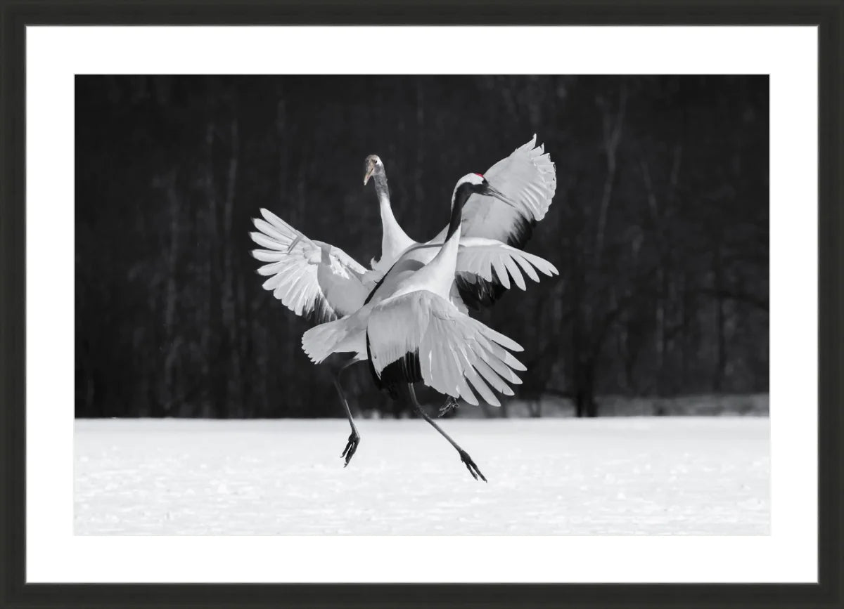 Crane Ballroom Dancing