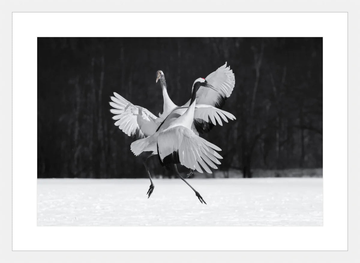 Crane Ballroom Dancing