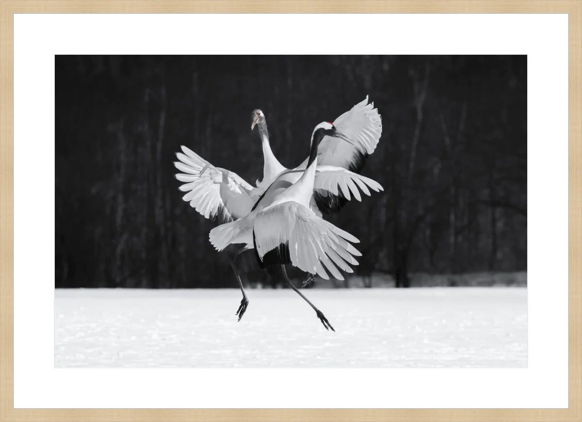 Crane Ballroom Dancing