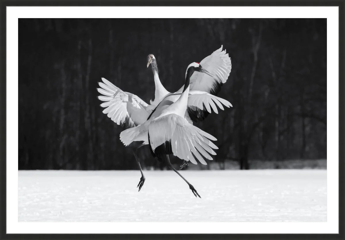 Crane Ballroom Dancing