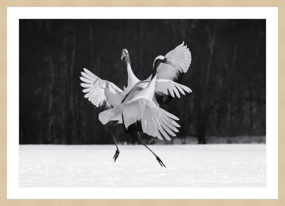 Crane Ballroom Dancing
