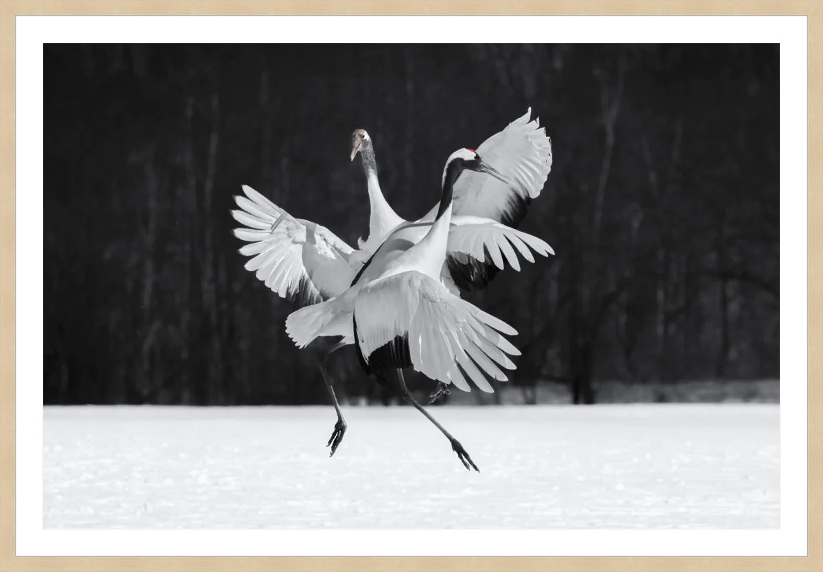 Crane Ballroom Dancing