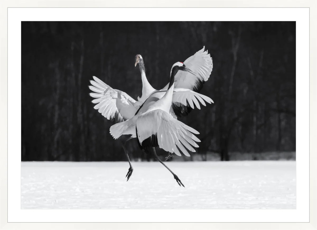 Crane Ballroom Dancing