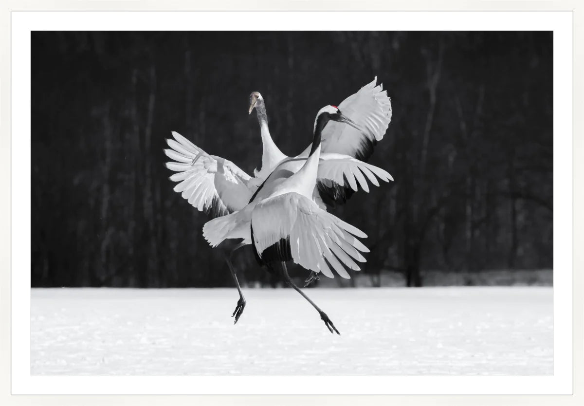 Crane Ballroom Dancing