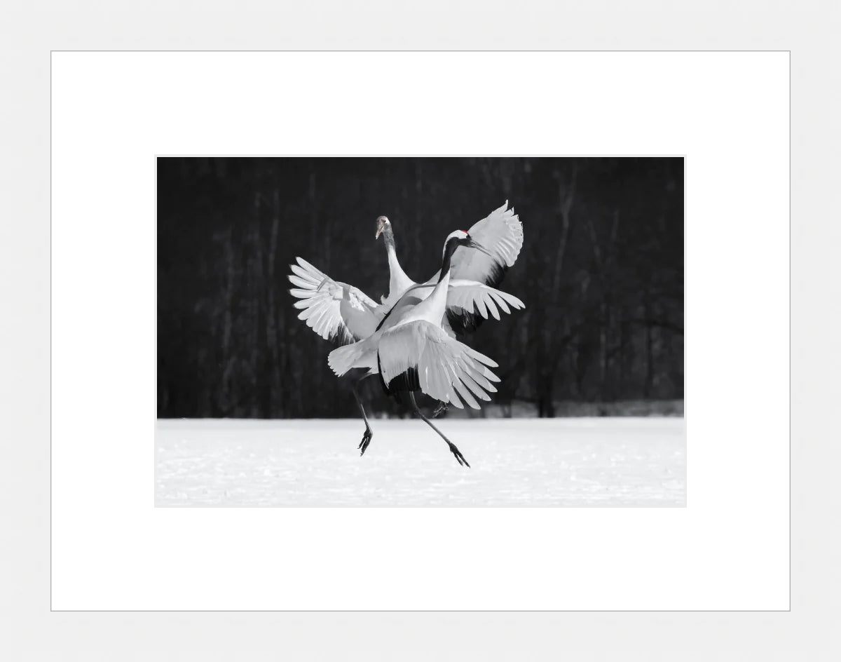 Crane Ballroom Dancing