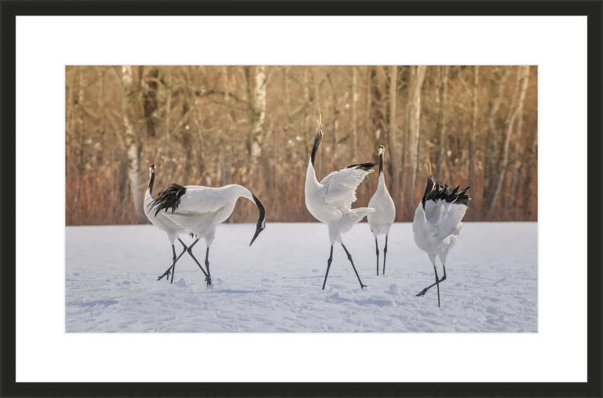 Crane Dancing