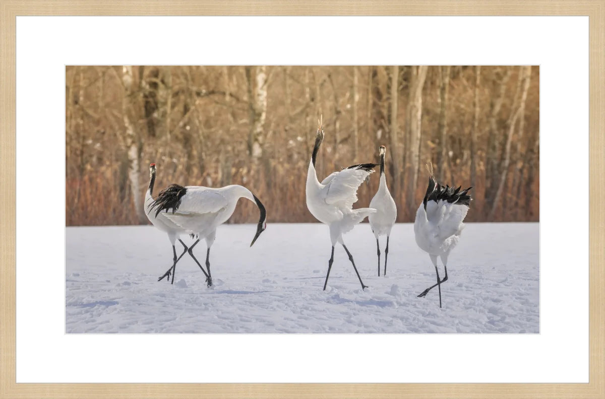 Crane Dancing