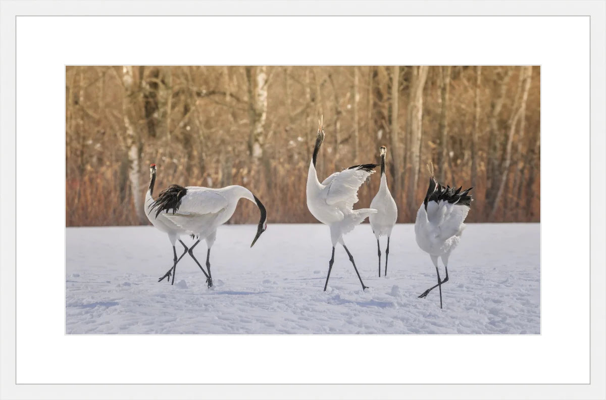 Crane Dancing