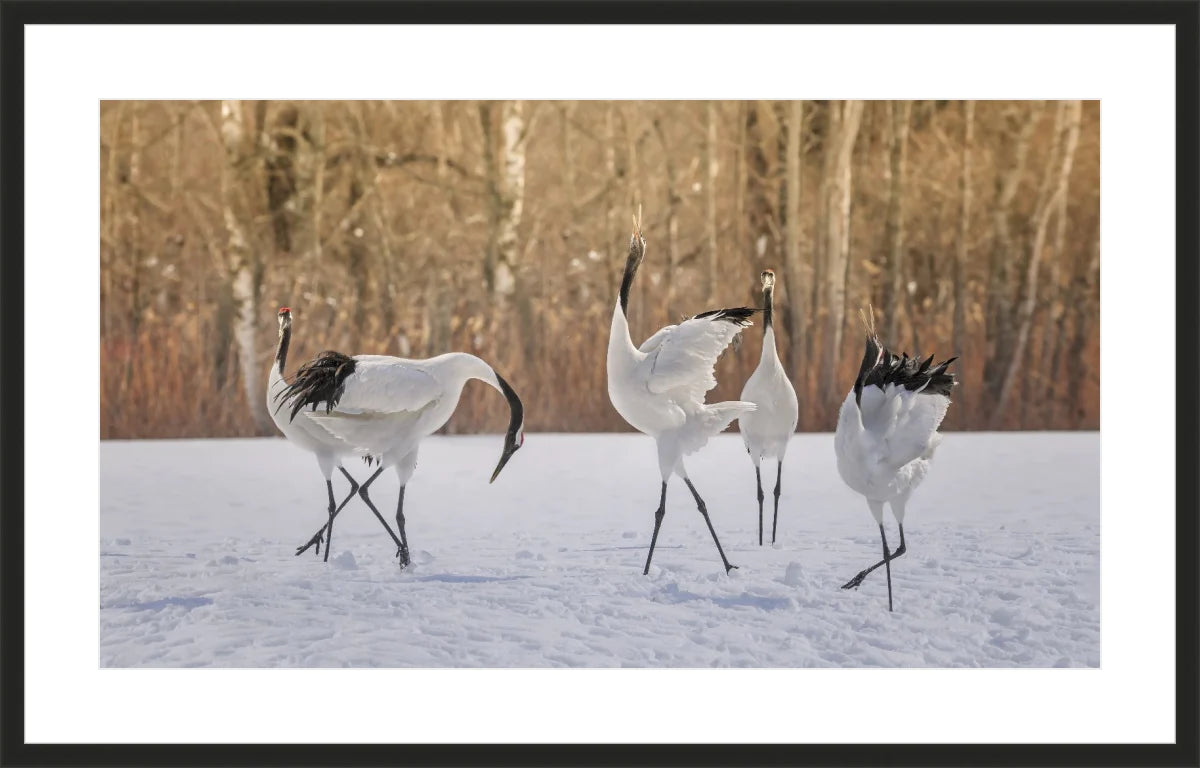 Crane Dancing