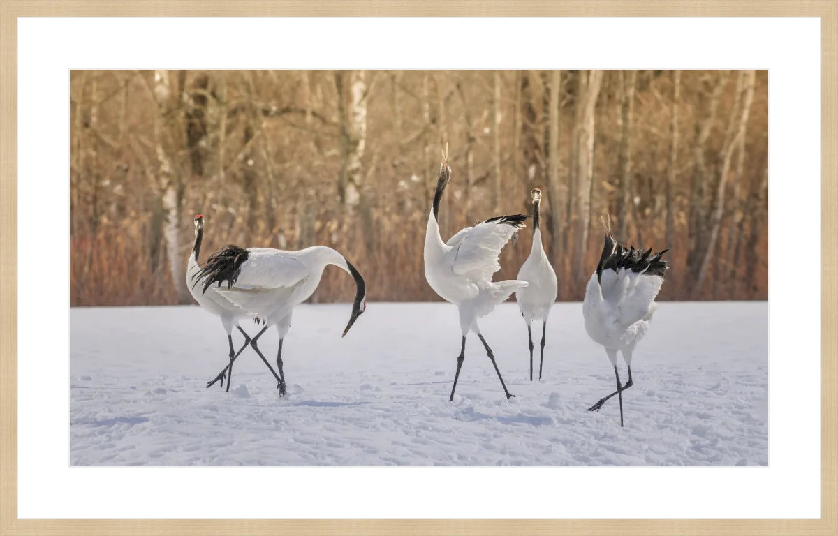 Crane Dancing