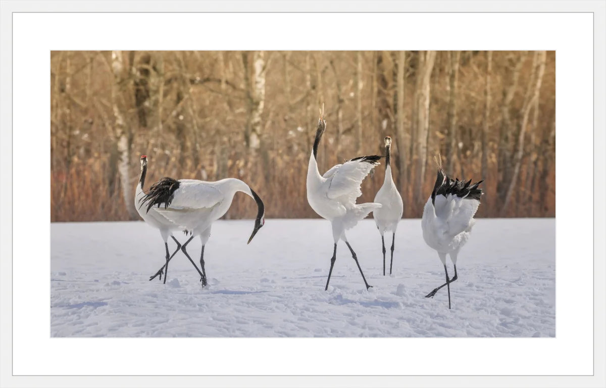 Crane Dancing
