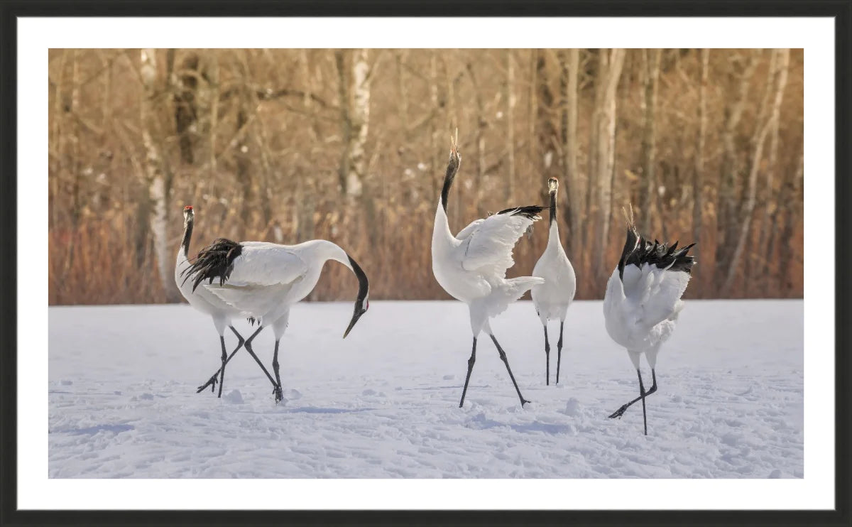 Crane Dancing
