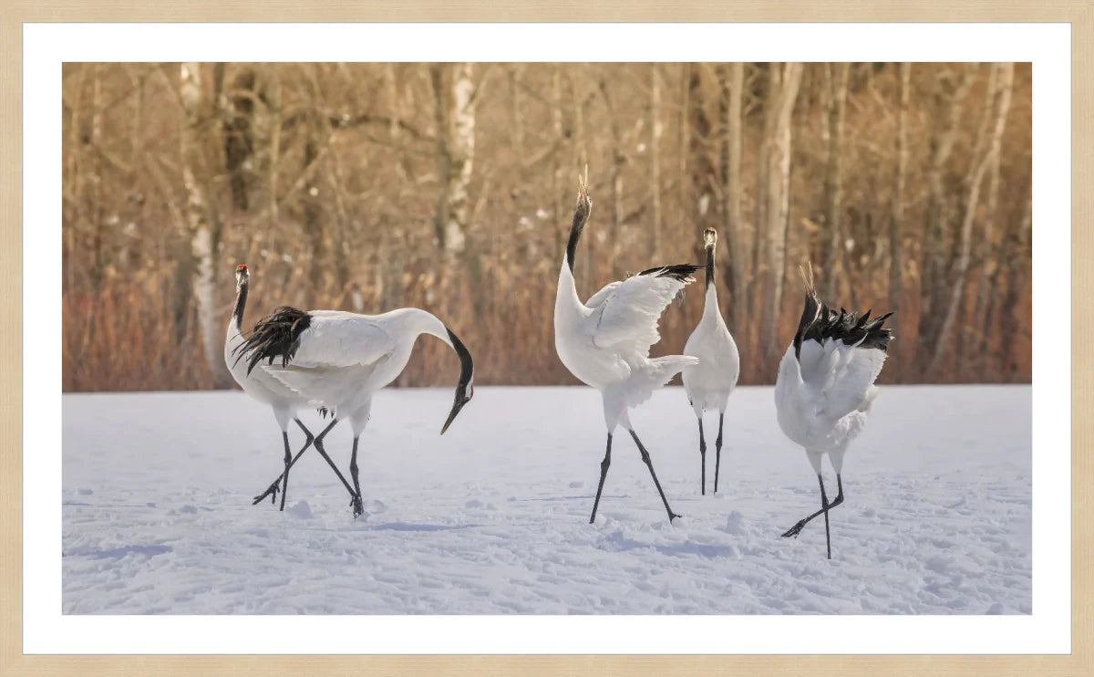 Crane Dancing