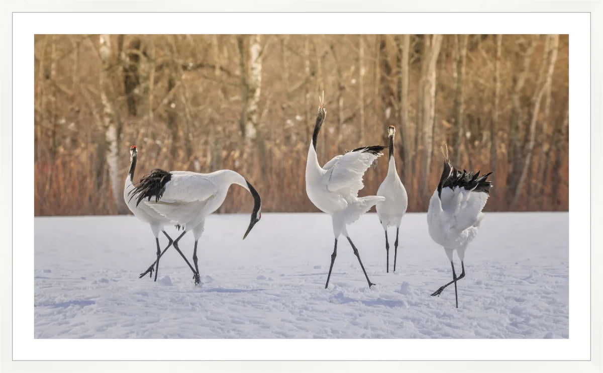 Crane Dancing